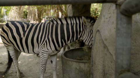 Songkhla Zoo