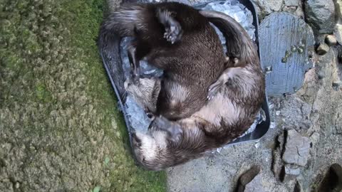 River Otters Go Full PARTY MODE In Ice Bucket