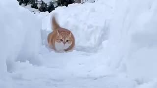 Cat Dashing Through The Snow