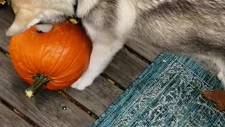 Pup Carves a Pumpkin