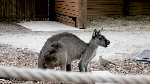 A Kangaroo Eating Food