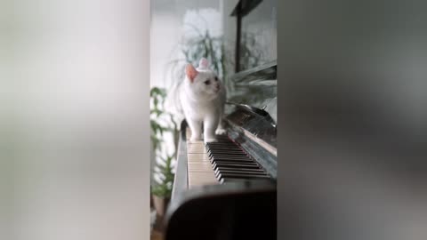 The cat is playing the piano