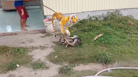 Fake tiger Prank very funny videos