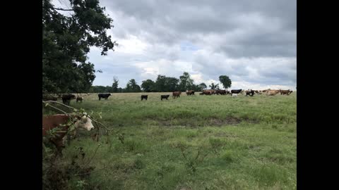 Southeast Texas Backyard Wildlife Garden 75 Storm