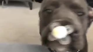 Black dog sucking on pacifier