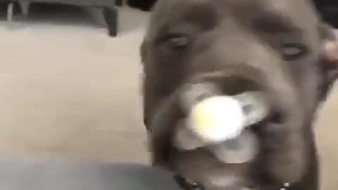 Black dog sucking on pacifier