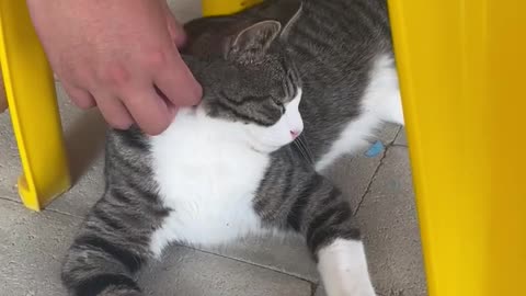 Petting a cute cat