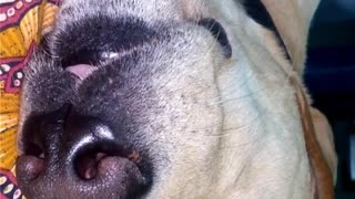 This dog sleeps with his tongue out and eyes half open