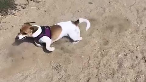 Dogs doing fun , watch and enjoy