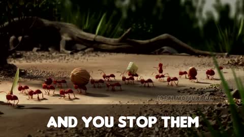 The great motivational from Ants