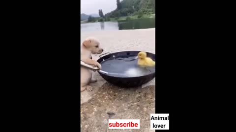 Funny animals video/cats,dogs