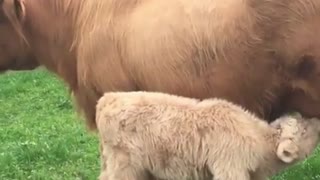 A little Cow Suckling Her Mother - Part 5