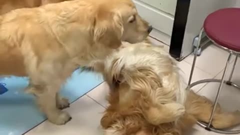 Golden Retriever cares for seriously ill owner