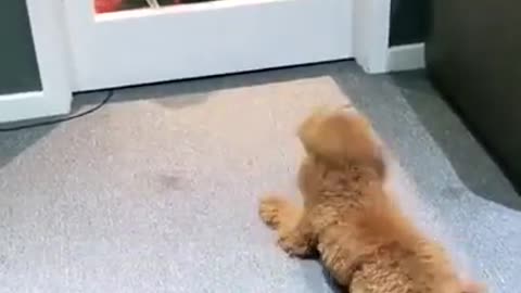 funniest cute puppy dog enjoying moment cute