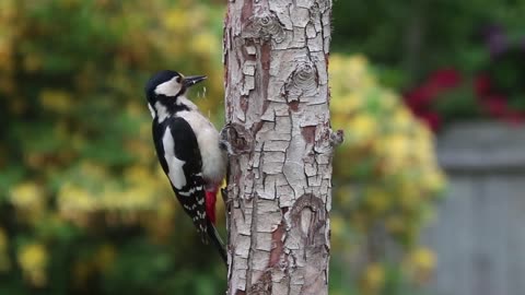 Moments in life of woodpecker