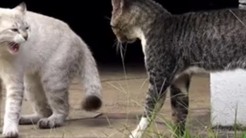 Two real cat fight compilation videos👍👍👍