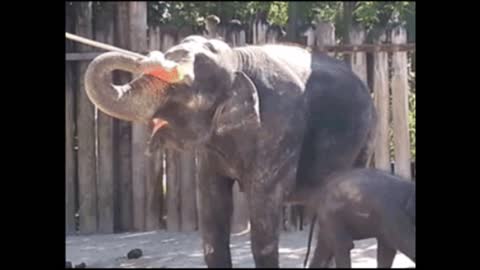 Gif video of elephant cleaning itself