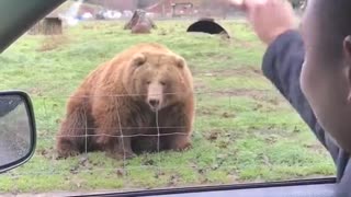 Bear Catches Bread Frisbee