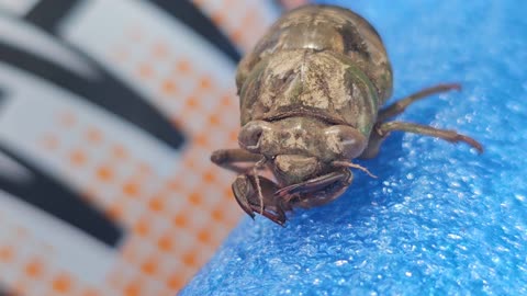 cicada face to face