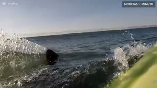 Tubarão-branco aparece assustadoramente perto de surfista na Califórnia