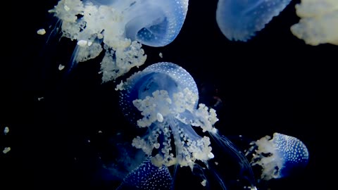 Amazing Underwater Sea life | Royalty Free | Stock Footage