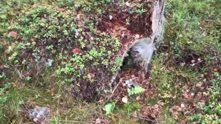 The Beauty of Nordic Forests At the Peak of Mushroom Season