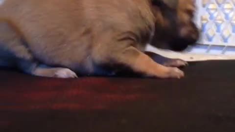 "Lala" the puppy making the cutest noises!