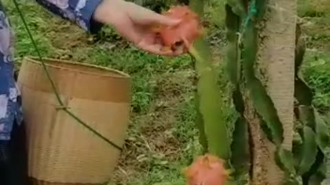 Happy day to pick dragon fruits. Wonderful experience.