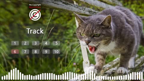 Angry Cat Sound effect no copyright