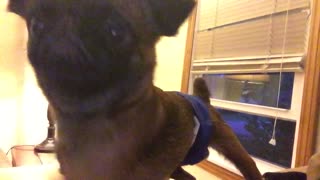 Brown pug looking at itself on selfie mode