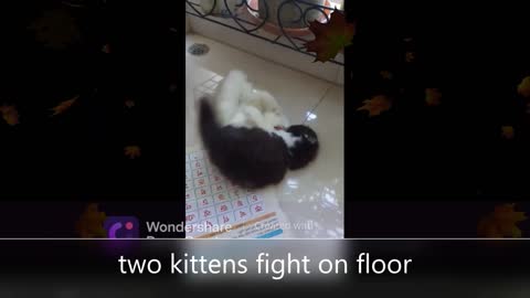 Real kittens Fight │So Funny Cats - Compilation