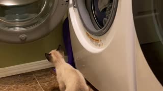 Laughing is guaranteed! A day in Simba’s life (laundry day)
