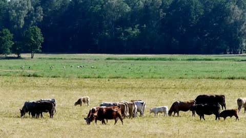 Cattle on the prairie