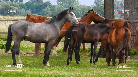 Horses grazing in the grass