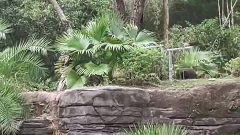 Gorillas at Disney World's Animal Kingdom