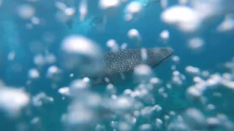 Bubble Rings vs Whale Shark