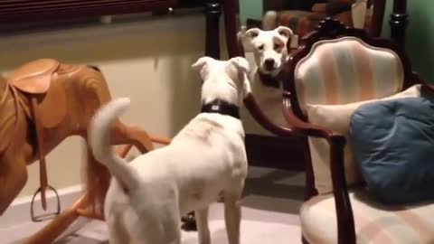 White dog barking at his reflection on mirror