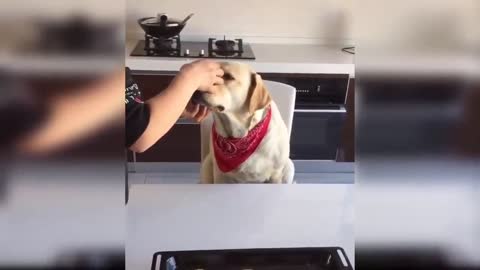 Smart Dog Balancing Cookie For Onwer