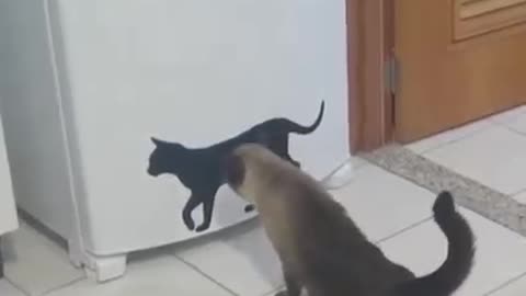 Curious Cat's Finding Out Who's The New Cat!