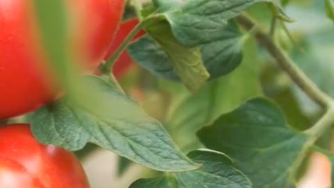 🍅 Tomato Soup: The Nutritional Powerhouse! 🌱🥣