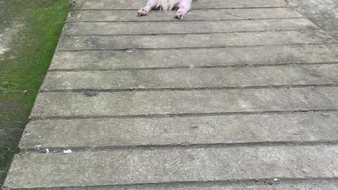 Silly Dog Slides down Front Ramp