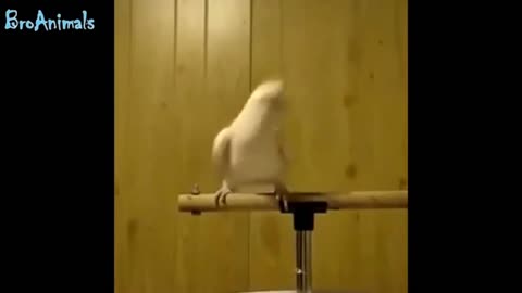 top moment with a parrot is very funny and cool