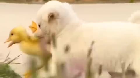 Adorable Puppy Adores Baby Duck - Heartwarming Friendship