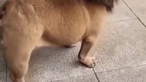 Funny dog turns into lion 😂
