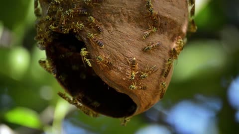 The bee house looks very beautiful