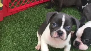 Blue pied French Bulldog puppy playing in puppy day care