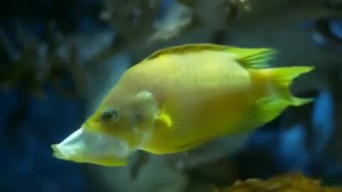 Yellow fish Animals4World