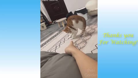 Funny Cats and Funny Dogs Videos