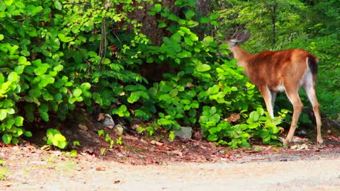 Small deer in the bushes.