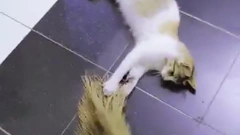 MY CAT RUINED MY BROOM :')